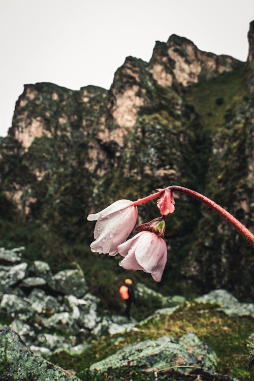 Pink Flowers in Mountains