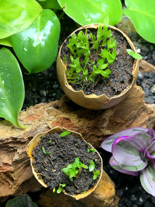 Seedlings in Pots Standing between Plants 