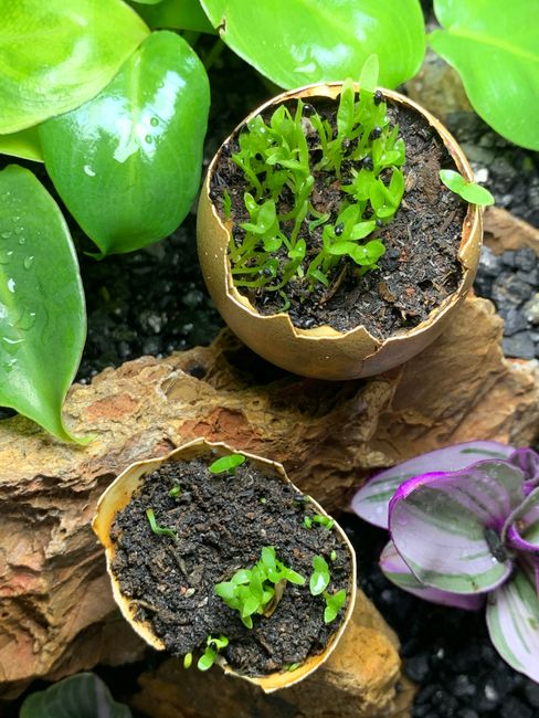 Top Natural Fertilizers and Their Benefits for Your Garden