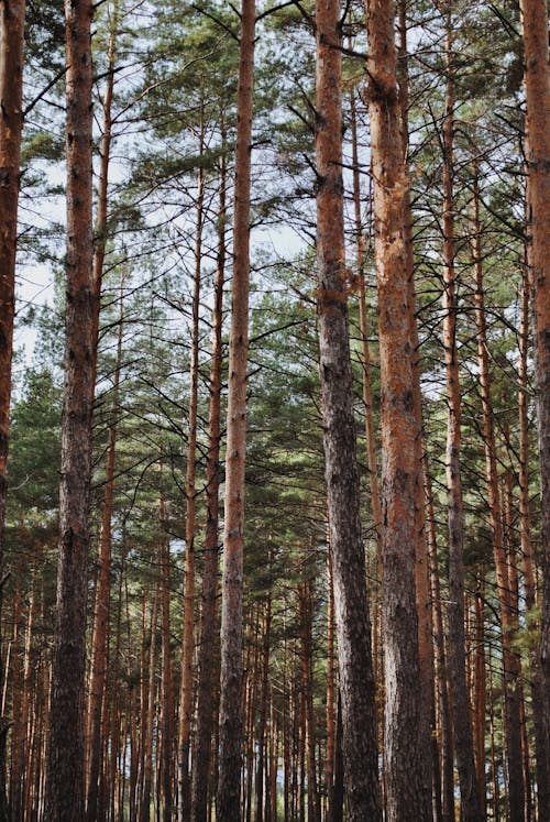 Gratis stockfoto met bomen, Bos, diep