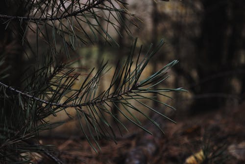 Fotos de stock gratuitas de agujas de pino, bosque, conífera
