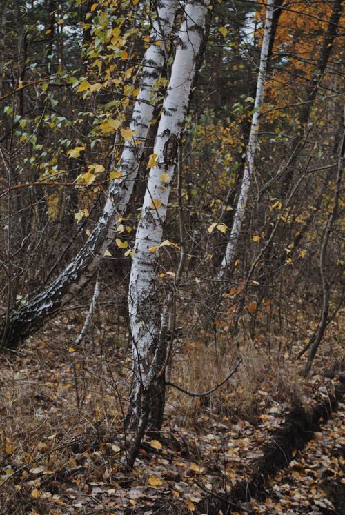 Free A tranquil forest scene with birch trees and autumn foliage, capturing the essence of fall. Stock Photo