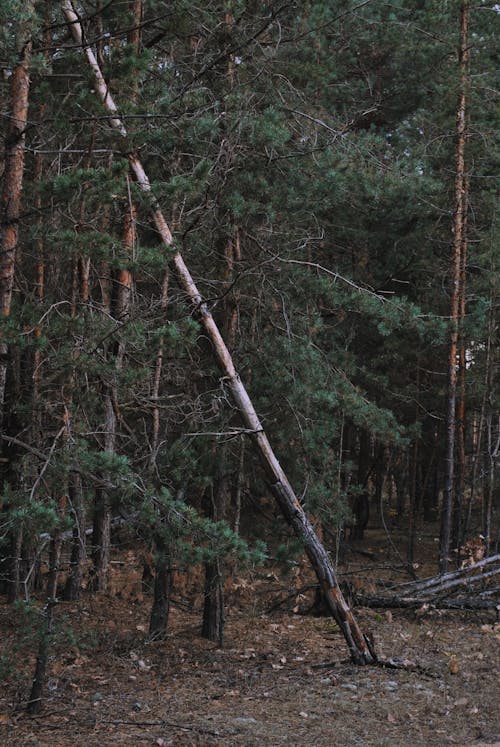 ağaçlar, derin, dikey atış içeren Ücretsiz stok fotoğraf