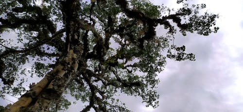 doğa, pathanamthitta içeren Ücretsiz stok fotoğraf