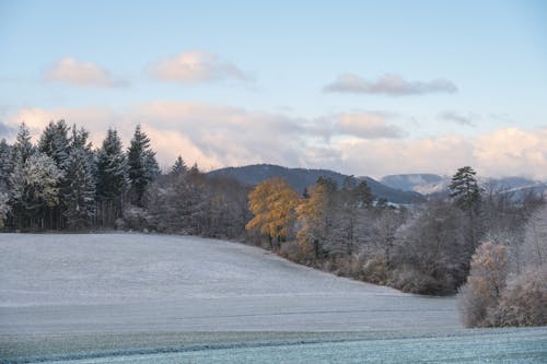 View of a Frosty Field and Trees 