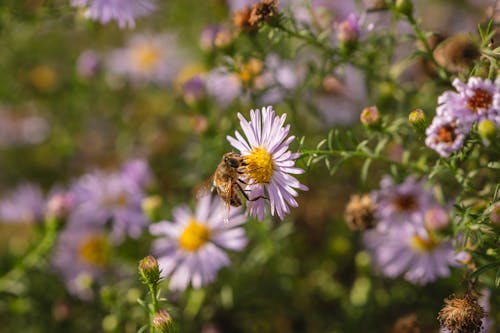 Close-up of a Bee Sitting on a Flower 