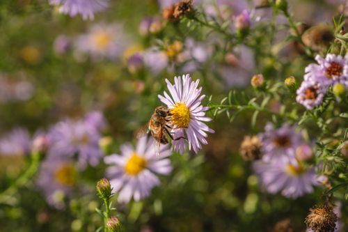Free A honeybee gathering nectar from a purple flower in a sunny summer meadow. Stock Photo