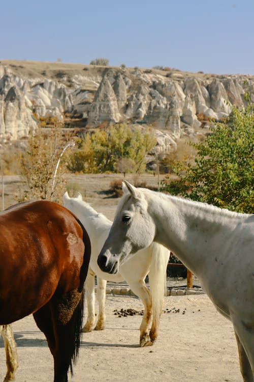 Horses in Countryside