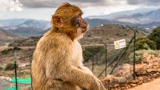 希腊罗希姆诺自然栖息地中，巴巴里猕猴的侧面轮廓十分迷人