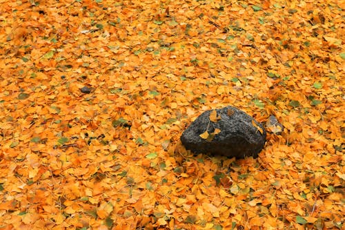 Yellow Leaves and Stone on Ground in Autumn