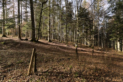 View of a Coniferous Forest with Dry Leaves Lying on the Ground 