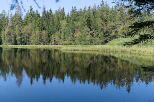 Lake and Green Forest behind