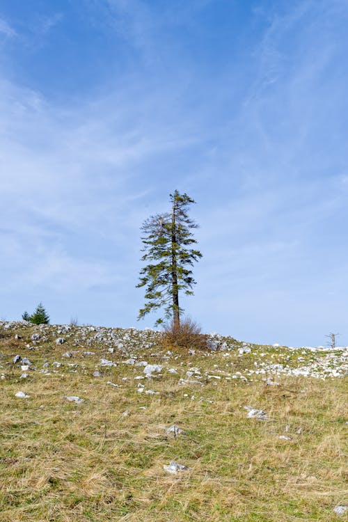 Foto profissional grátis de área, árvore, céu azul