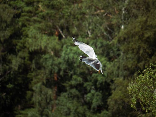 Ilmainen kuvapankkikuva tunnisteilla bird, bird flying, forest
