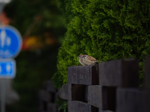 Ilmainen kuvapankkikuva tunnisteilla animal, bird, fence