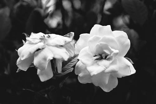 White Flowers in Black and White