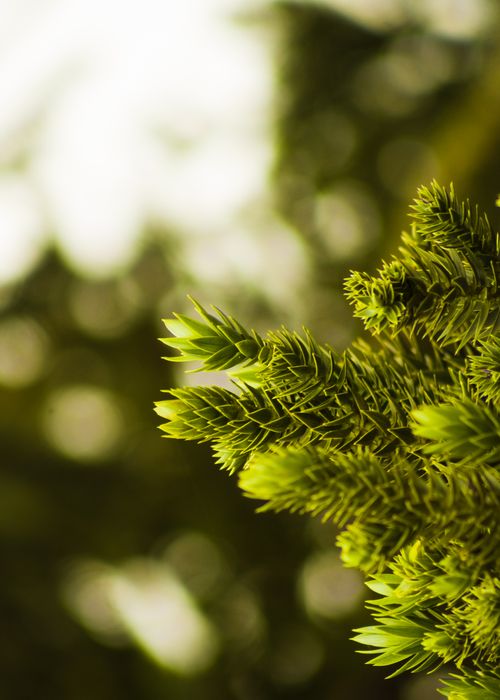 Free Detailed close-up view of lush green evergreen leaves in a natural setting, ideal for nature-themed designs. Stock Photo