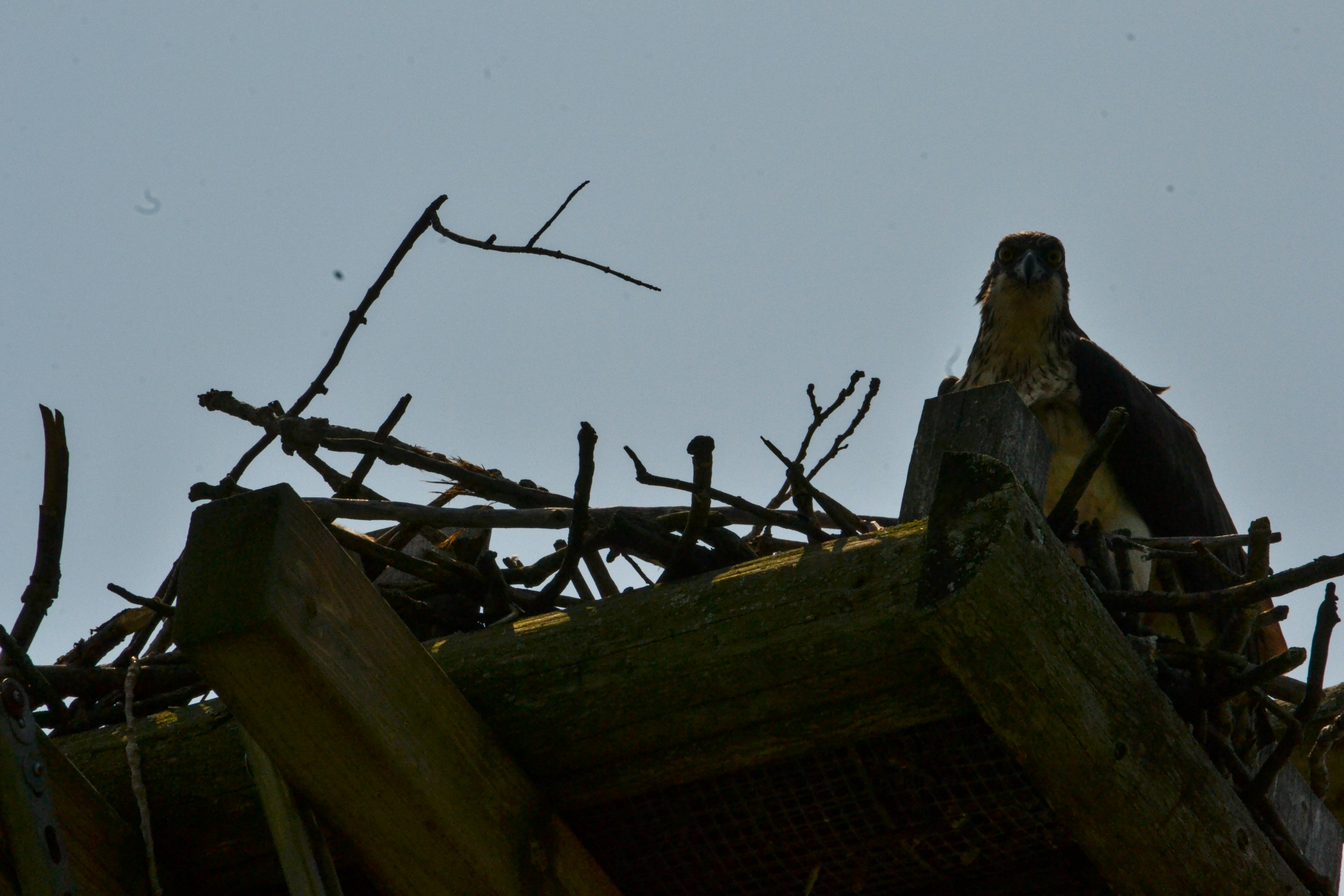 Mão humana tocando um cérebro holográfico com a palavra AI, simbolizando a interação entre humanos e inteligência artificial.