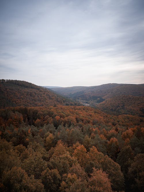 Forest Covered Mountains in Autumn