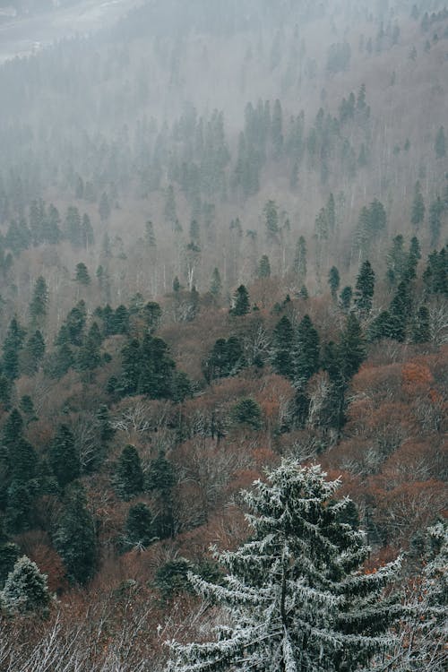 View of Frosty Trees in a Valley