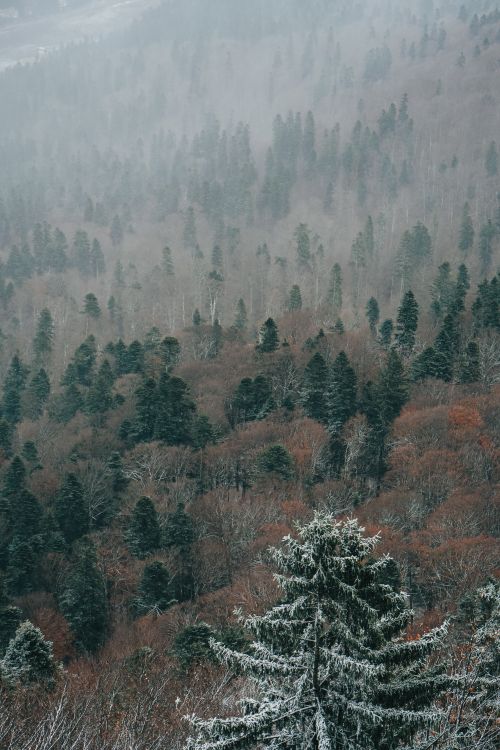 Free A beautiful frosty landscape with evergreen and deciduous trees in a foggy winter setting in Sinaia, Romania. Stock Photo