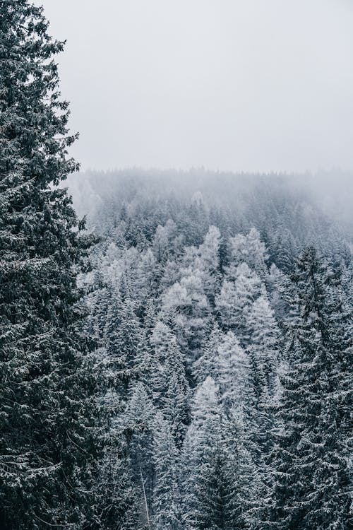 Ingyenes stockfotó erdő, évszak, fagy témában