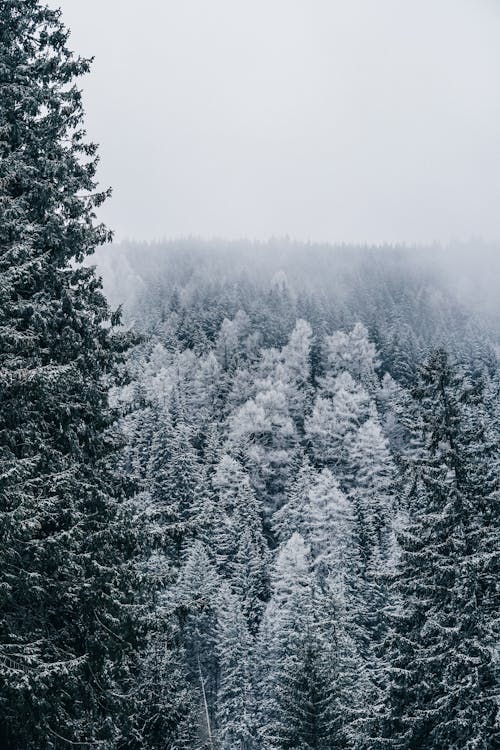 Gratis stockfoto met bomen, Bos, conifeer