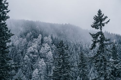 Free A serene snowy pine forest landscape in Sinaia, Romania during winter. Stock Photo