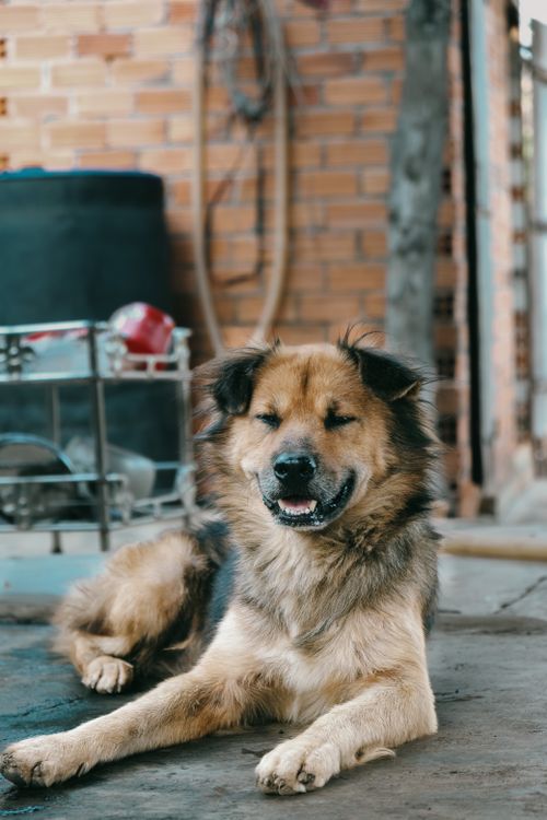 Free Adorable dog comfortably lying on outdoor patio in Vietnam, exuding warmth and charm. Stock Photo