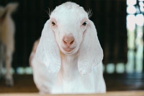 Anglo-Nubian Goat Looking at Camera