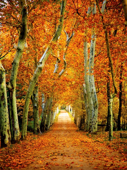 View of an Alley between Autumnal Trees with Bright Orange Leaves 