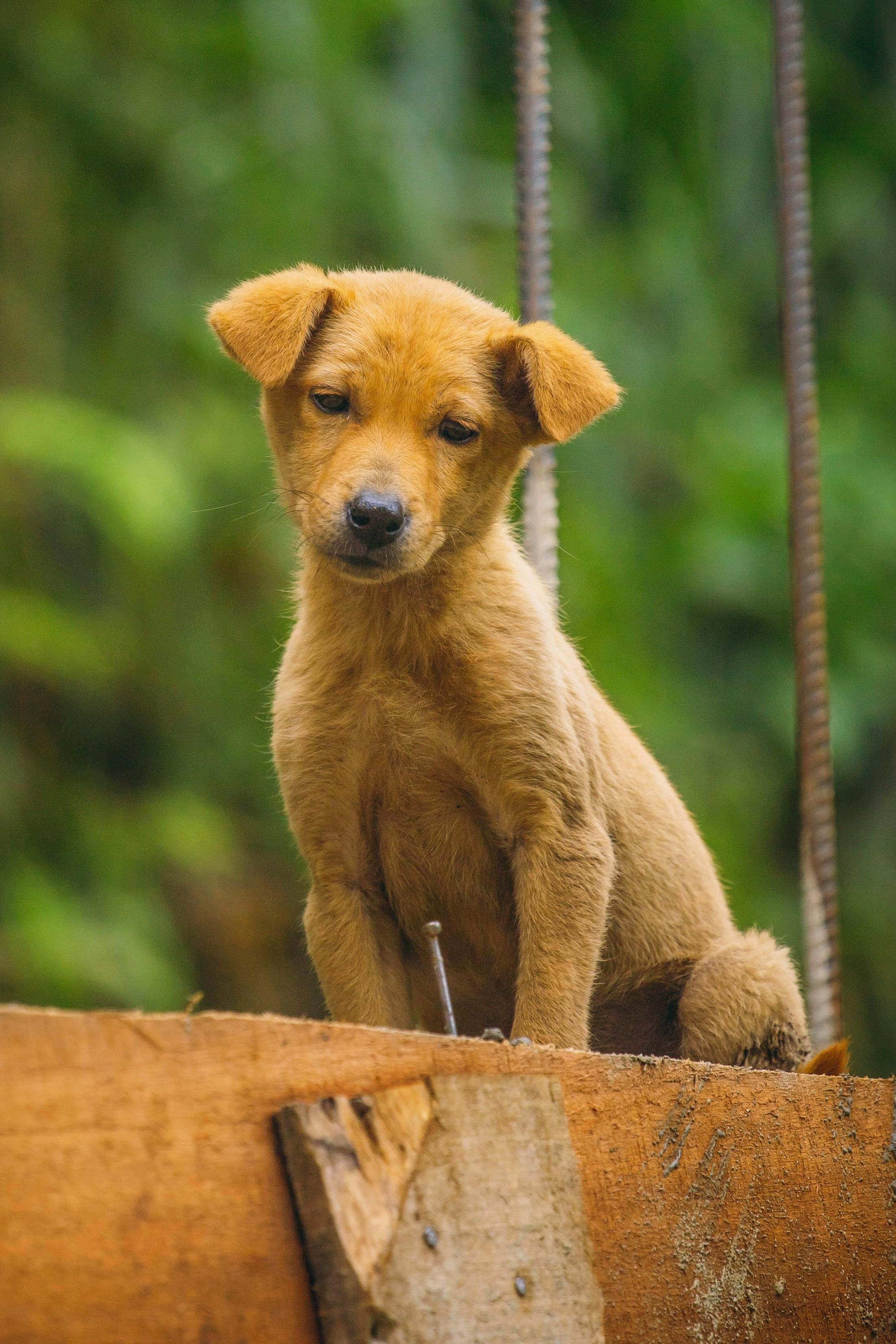 a puppy sitting on a wooden surface outside