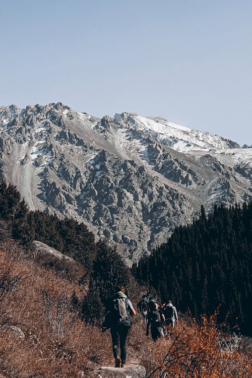 Foto d'estoc gratuïta de aventura, bosc, caminants