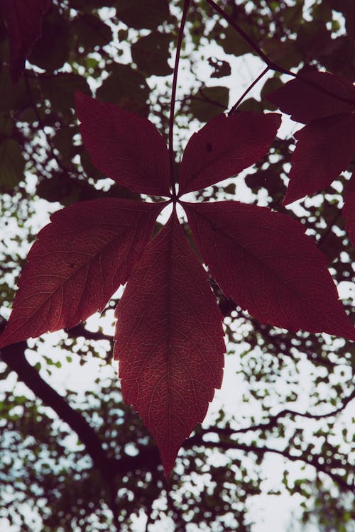 Free stock photo of autumn, autumn leaves, beautiful