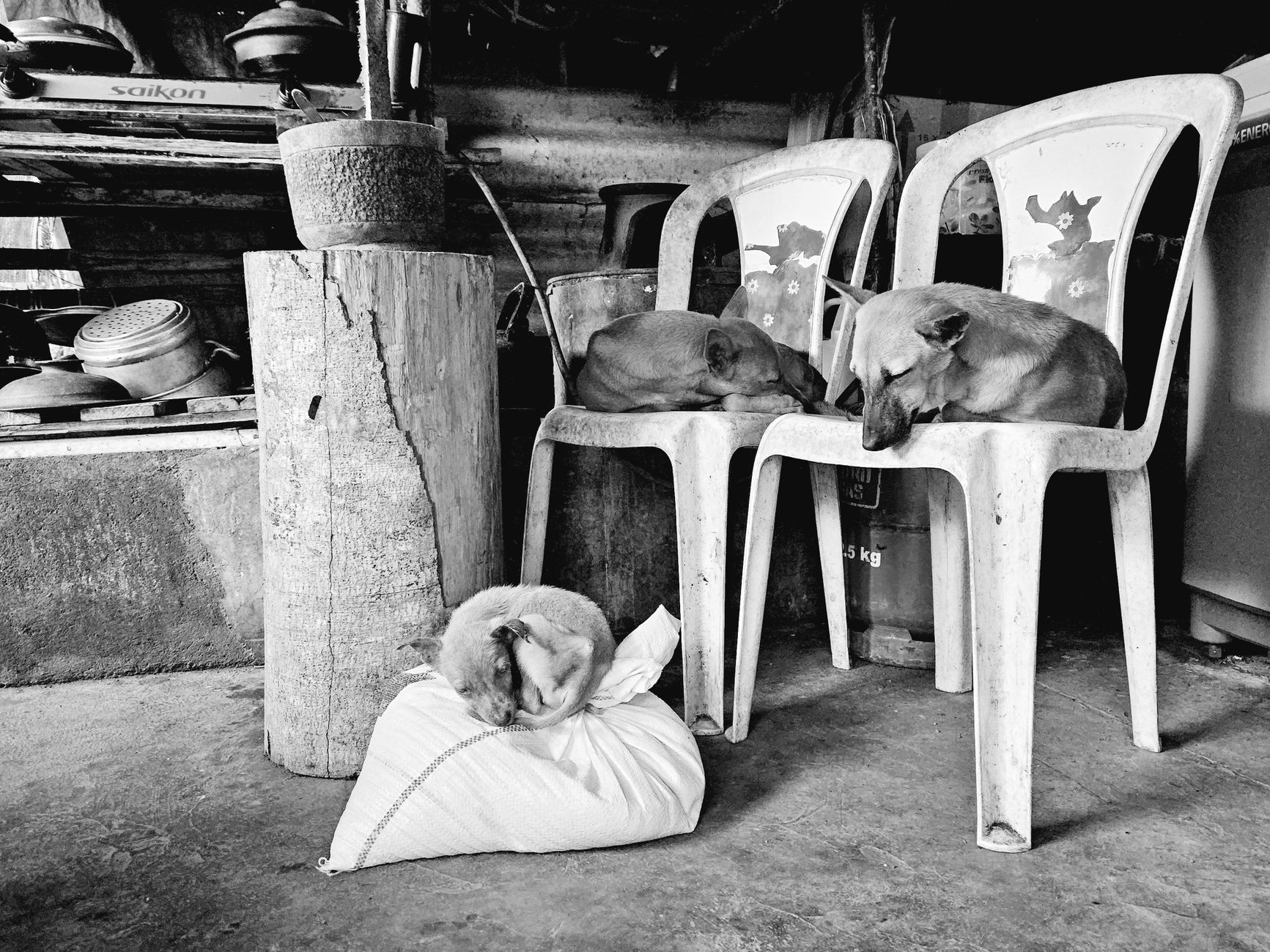 Portrait of a pet at a veterinary clinic