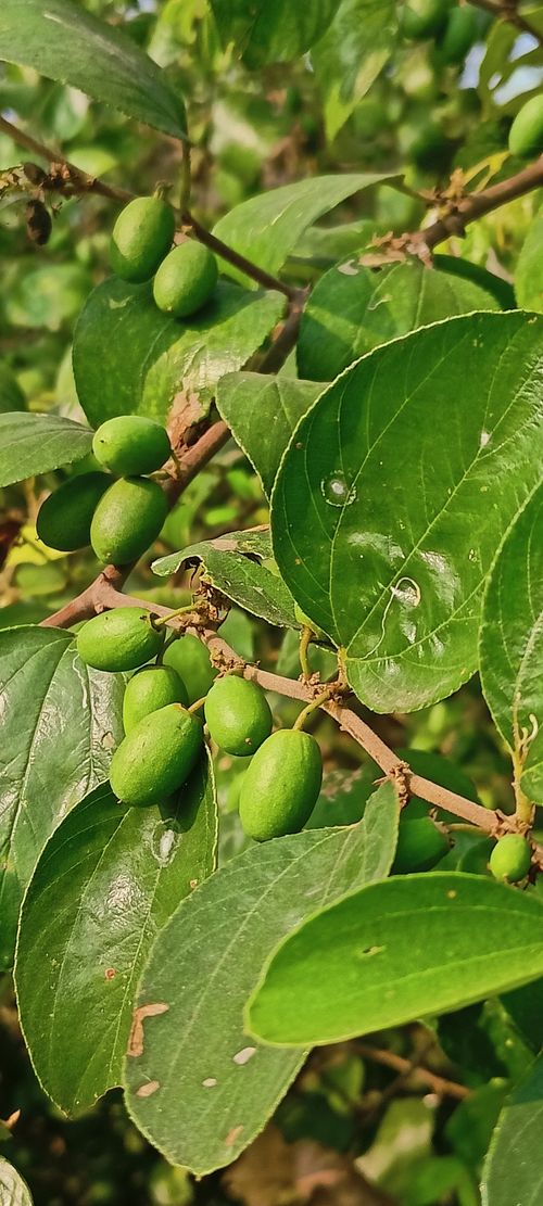 Free stock photo of environment, green fruits, natural Stock Photo