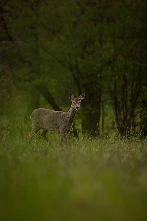 A Roe Deer Standing on a Grass Field 