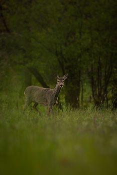 A roe deer stands calmly in a verdant meadow with dense forest background capturing serene wildlife beauty.