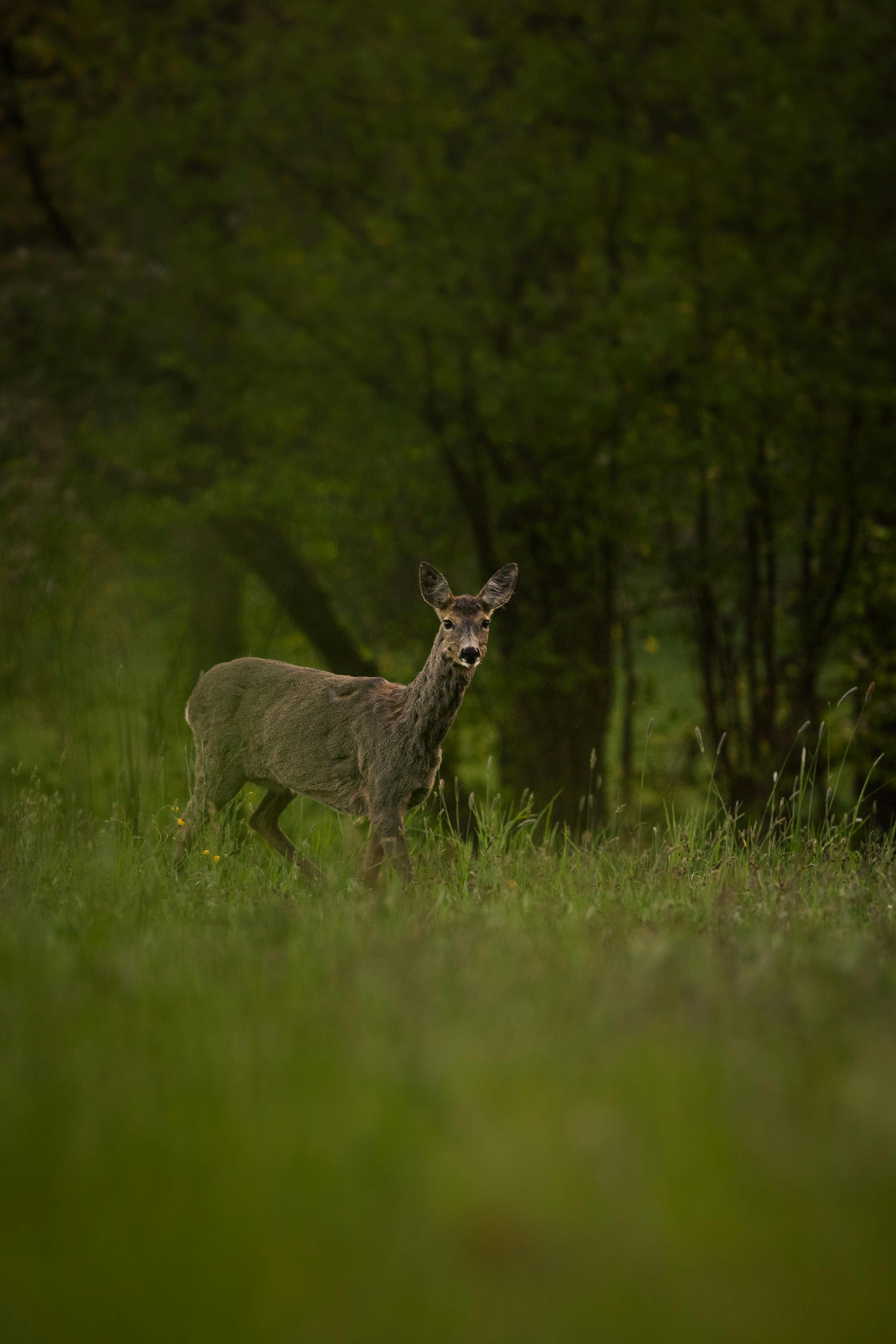 grátis Um Veado Em Pé Em Um Campo De Grama  Foto profissional