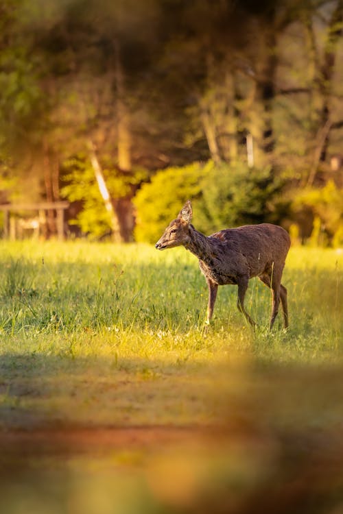 A Roe Deer Walking on a Meadow 