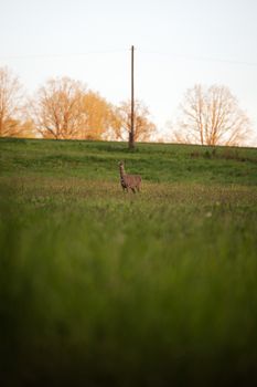 A lone deer stands elegantly in a green rural grassland during daylight.