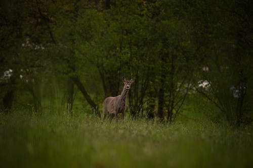 A Roe Deer Standing on a Grass Field 