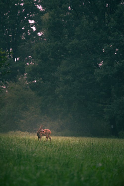 A Deer on a Grass Meadow 