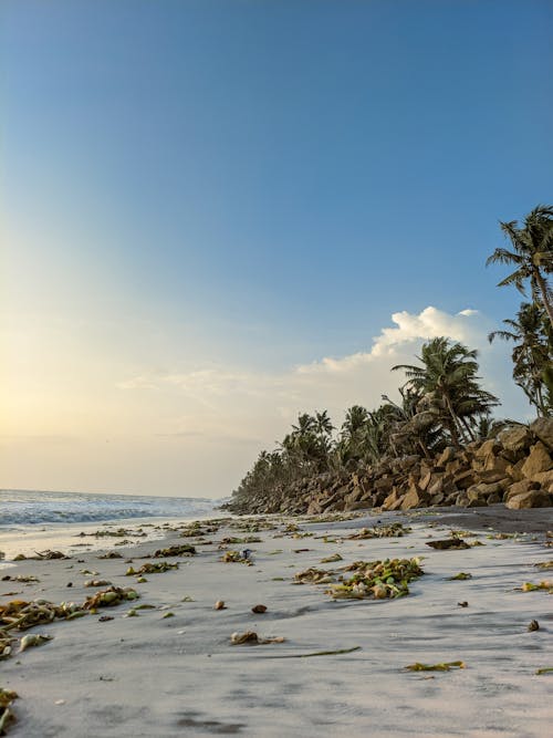 View of a Topical Beach with Palm Trees 