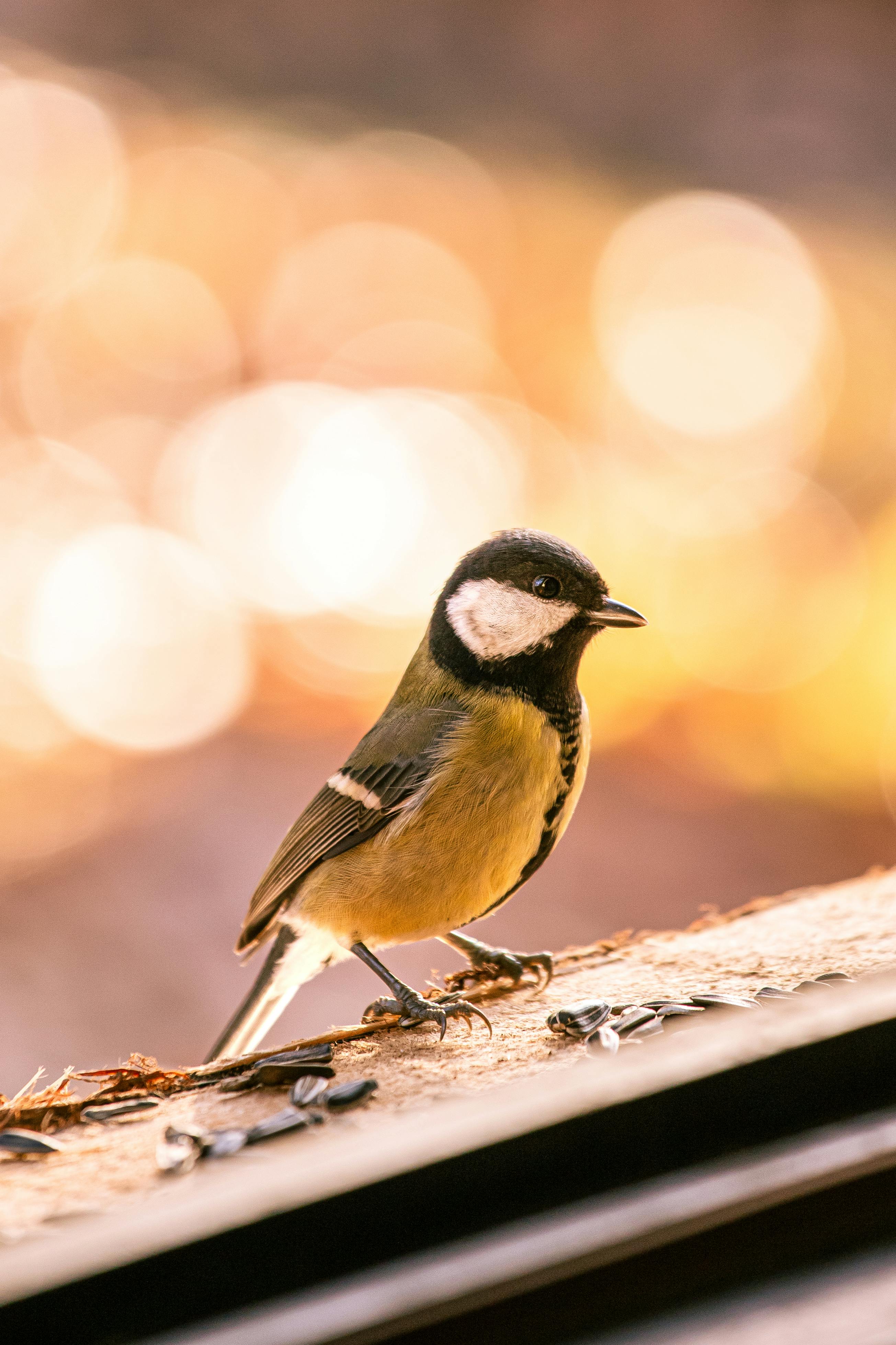 Close-up of a Great Tit Bird · Free Stock Photo