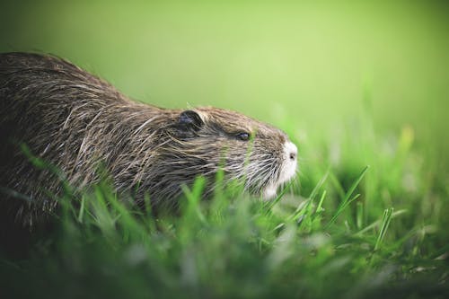 Beaver on Grass