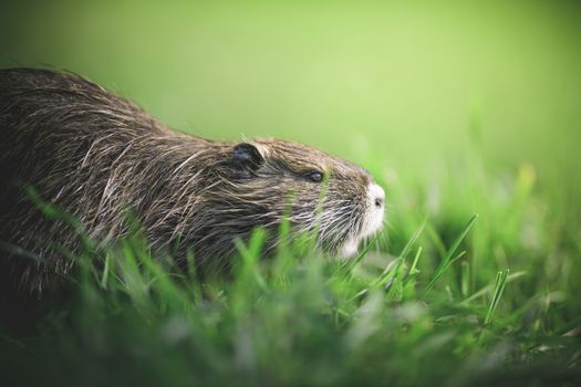 Muskrat