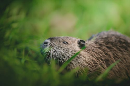Beaver in Grass