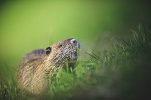 Beaver in Nature