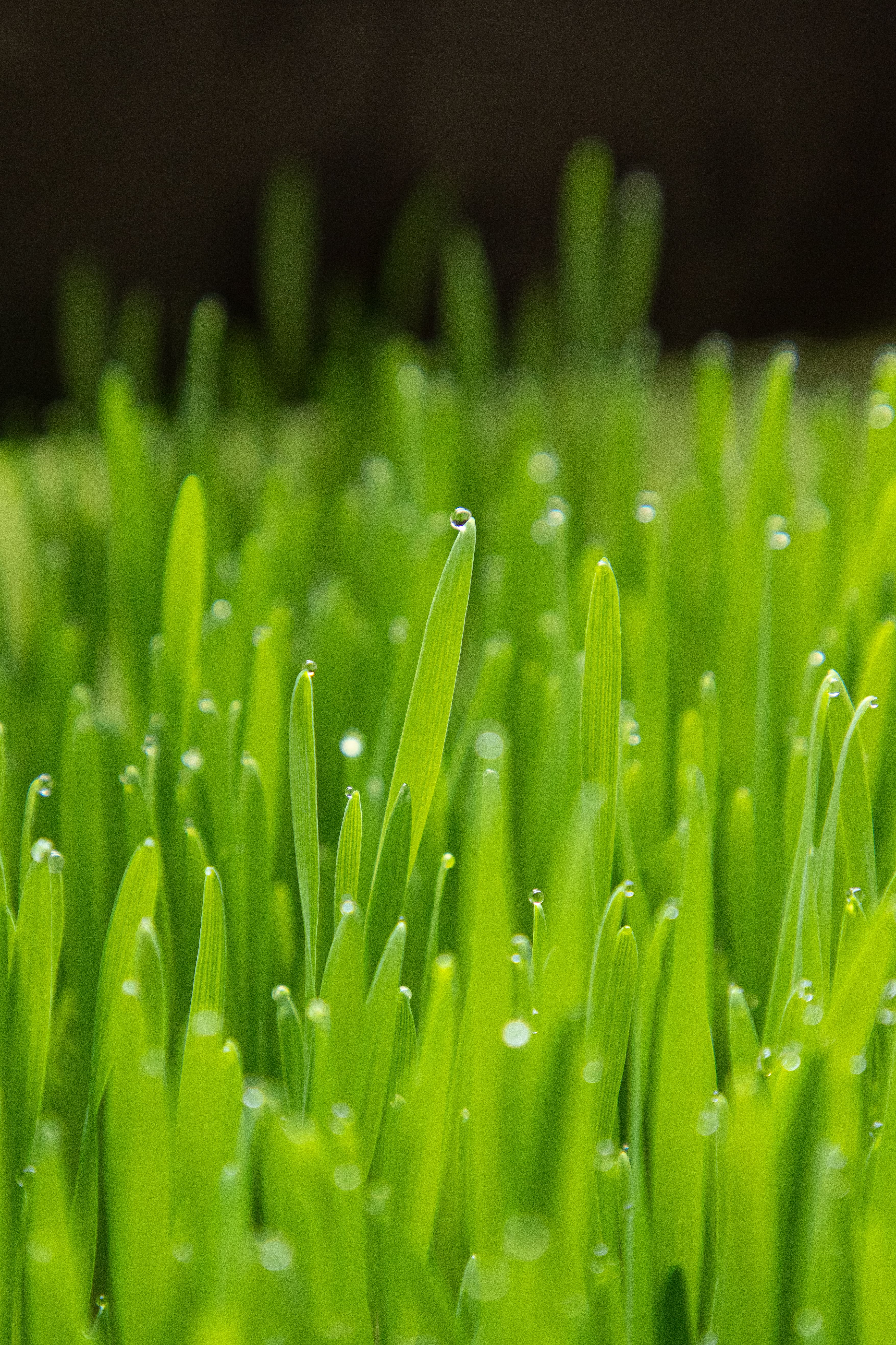 Fresh green grass with dew drops